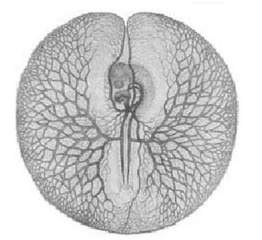 Los embriones se desarrollan de forma gradual.