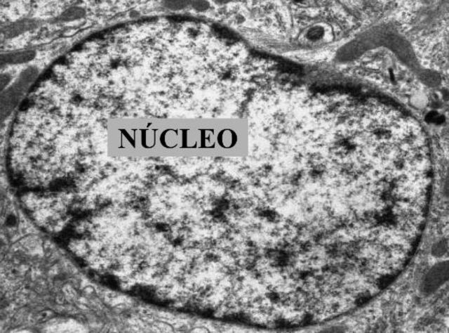 El "Núcleo celular".