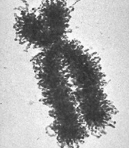 Existencia de cromosomas.