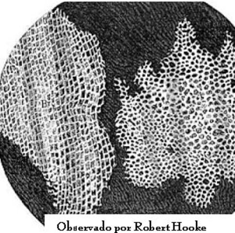 Descubrimiento de las "células".