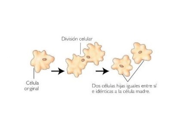 Las células provienen de otras.