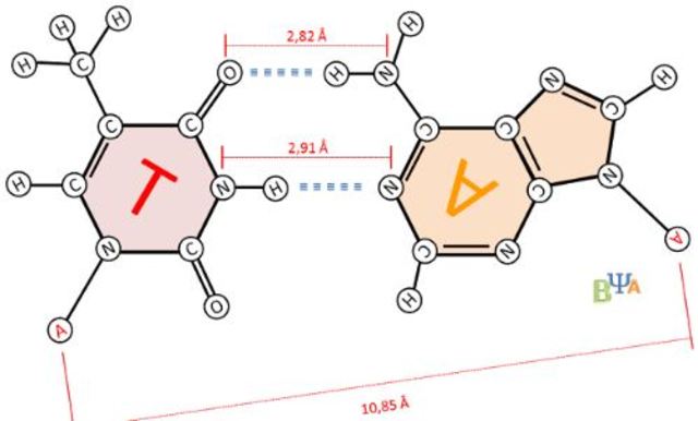 Partes de nucleoproteínas; Adenina y Timina.