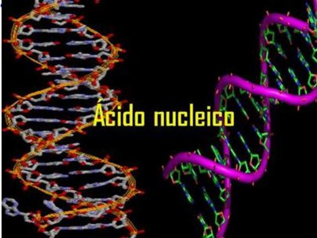 Ácidos nucleicos.