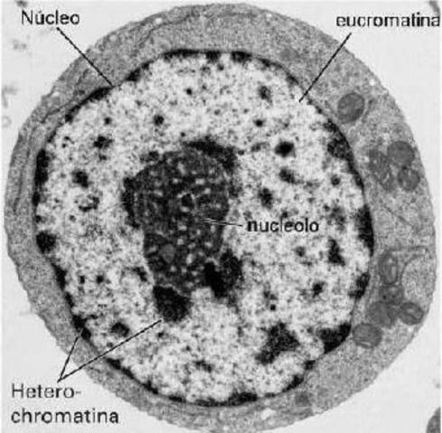 Coloreado del núcleo y existencia de "cromatina".