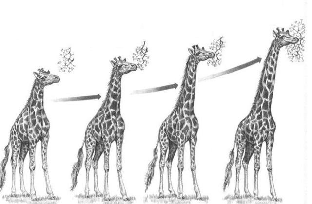 La Evolución Biológica