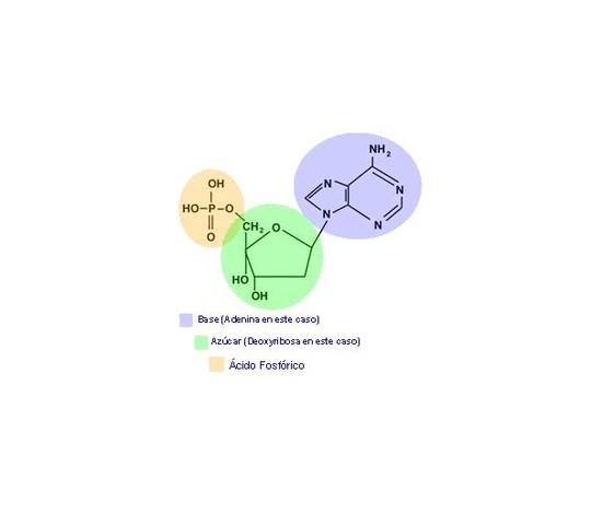 Estructura de ácidos nucleicos.