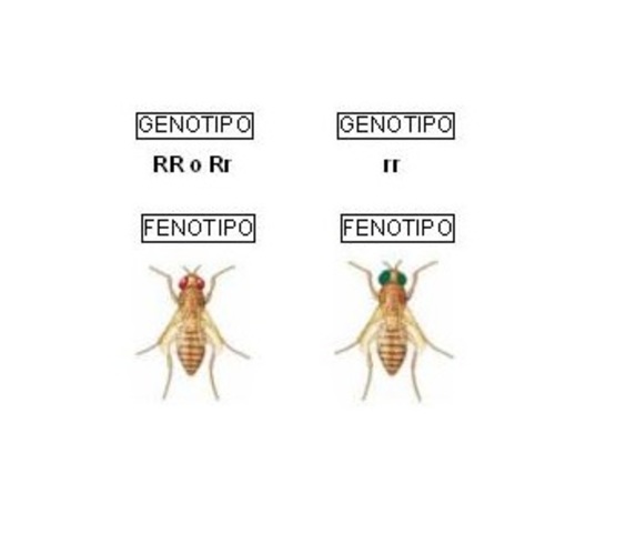 Genotipo y Fenotipo.