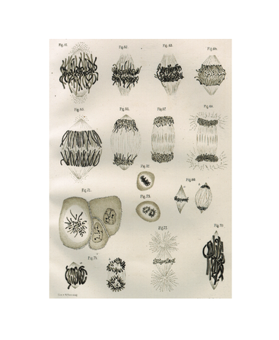 División de "cintas" en mitades idénticas durante la división celular.