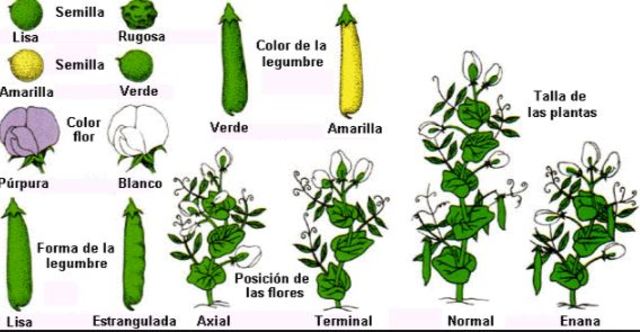 Bases de la herencia fenotípica: Mendeliana.