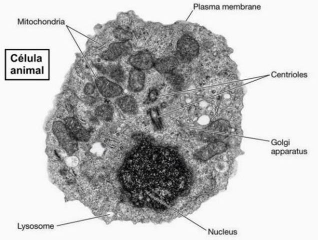 Nucleina en todas las células animales.