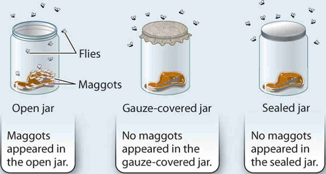 Francisco Redi - Maggot and Flies Experiment