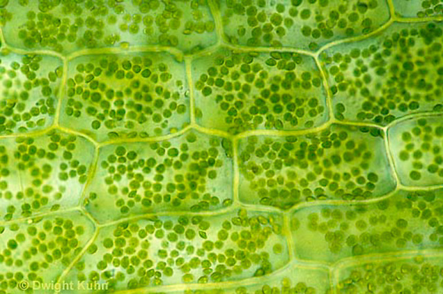 Cells are the Basic Building Blocks