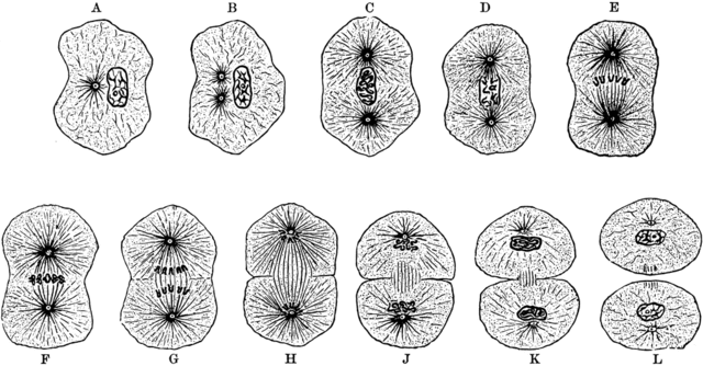 3rd part of the Cell Theory