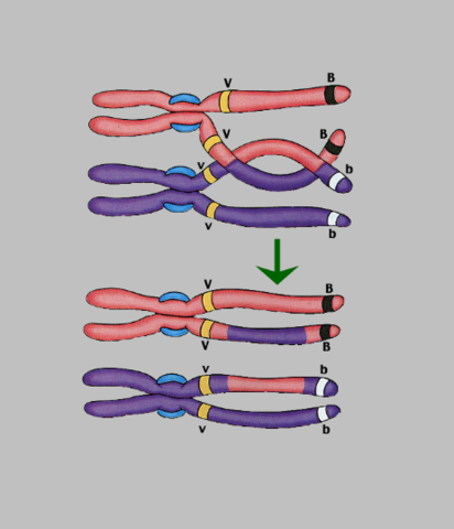 Entrecruzamiento cromosómico en la meiosis.