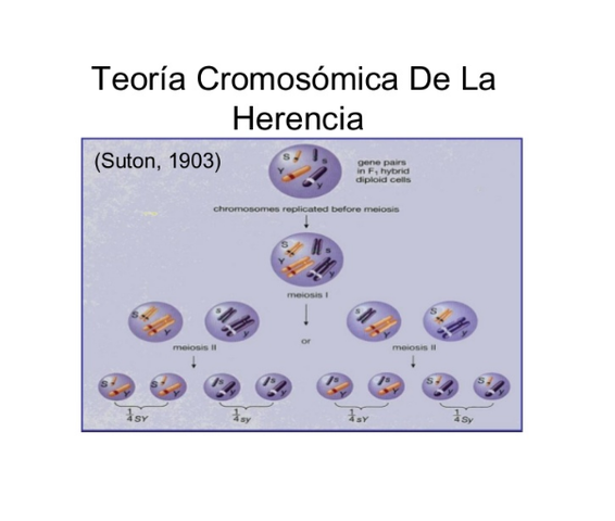 Inicios de la Teoría cromosómica de la herencia.