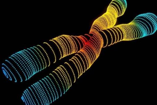 Demuestran la Teoría cromosómica
