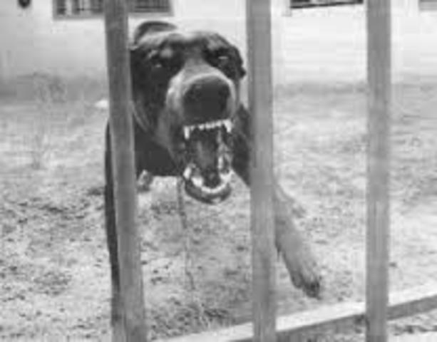 Tratamientos de Masserman