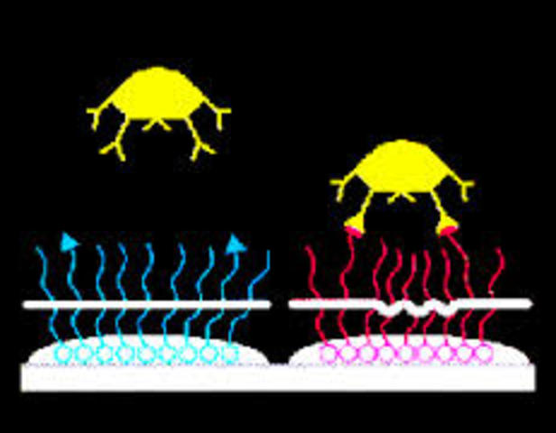 1996 - Instant inexpensive E. Coli diagnostic