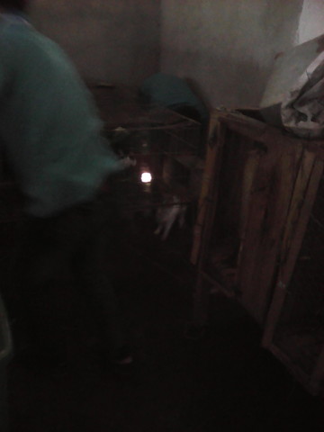 adecuación del lugar para los conejos