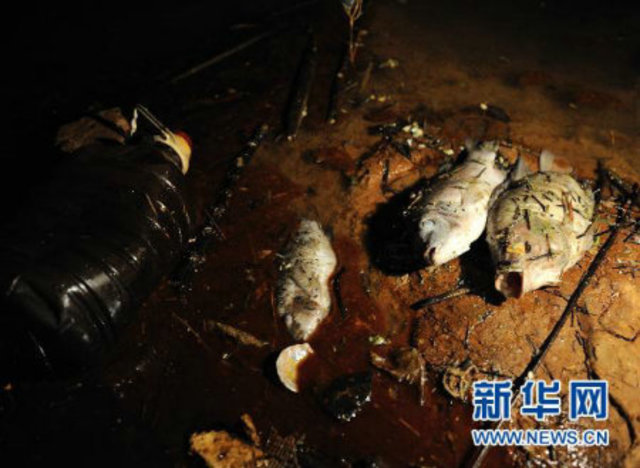 Fishes dead in Tingjiang River