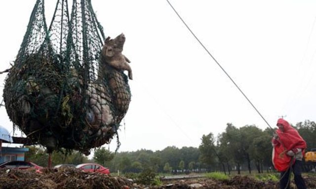 Dead pigs found in Huangpu River