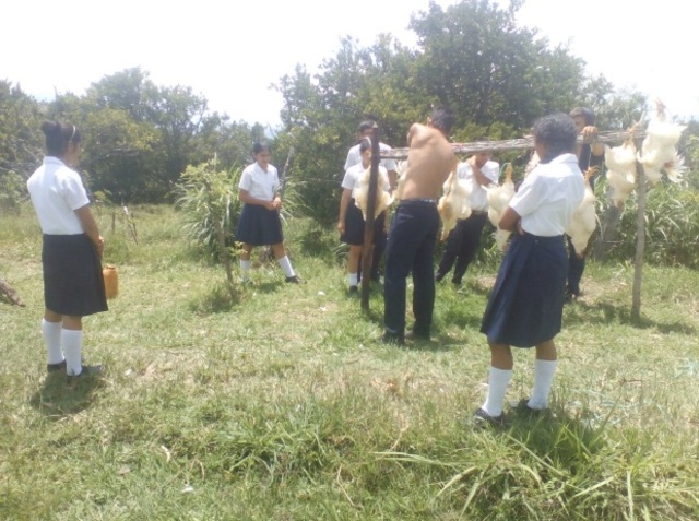 DESPLUMAR LOS POLLOS