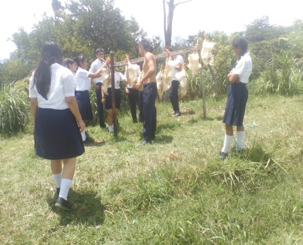 DES PLUMAJE DE LOS POLLOS