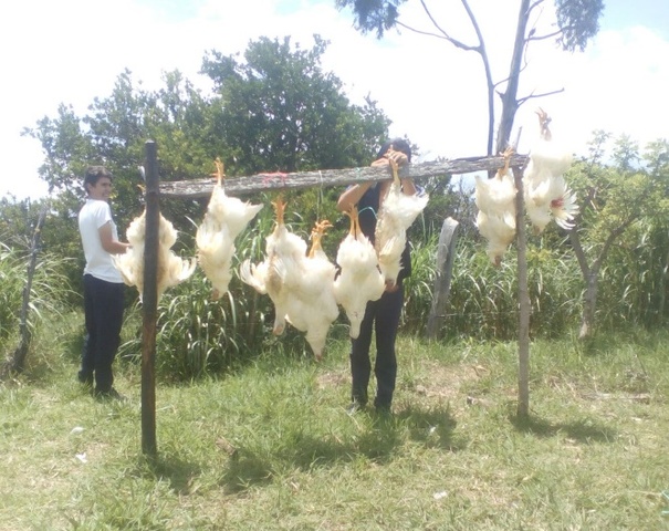 COLGAR LOS POLLOS PARA PRINGARLOS