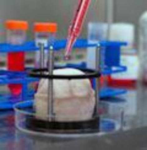 ÓRGANOS DE INGENIERÍA TRAEN NUEVOS AVANCES EN MEDICINA