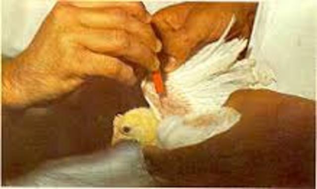 APLICACION DE DROGA PARA LOS POLLOS