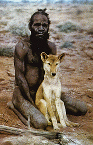 •	2000 BC: The Dingo is the first domesticated animal to reach Australia.
