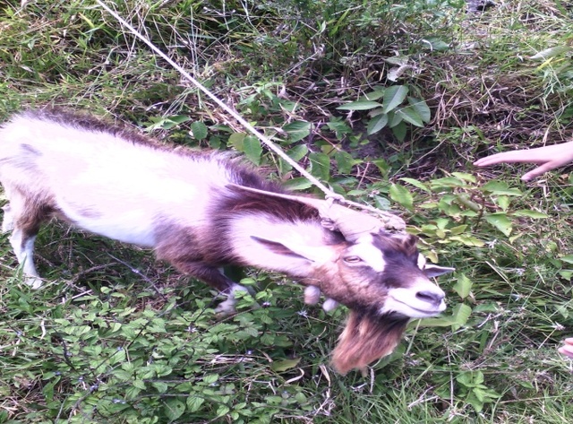 planificación y diagnostico del proyecto