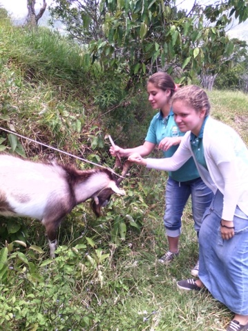 realizar adecuación del lugar y rebicion de la salud delos animales