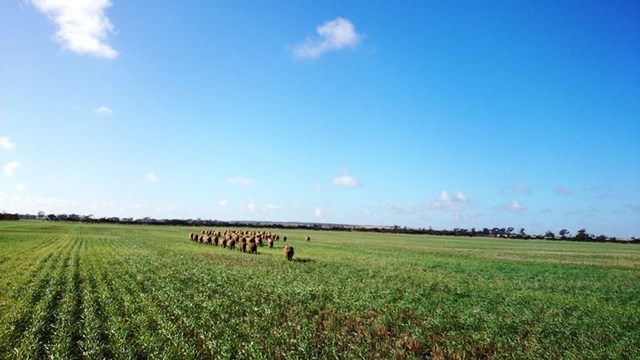 The birth of Sr Irene McCormack