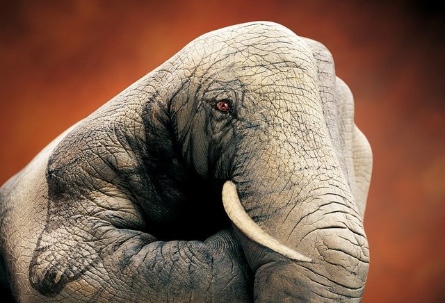 Guido Daniele - Handimals