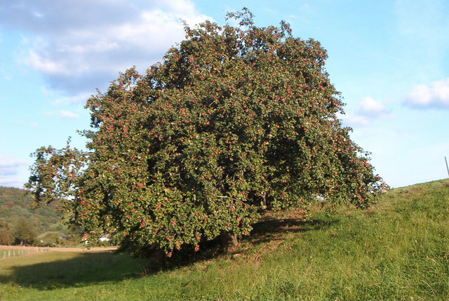 Last Apple Tree