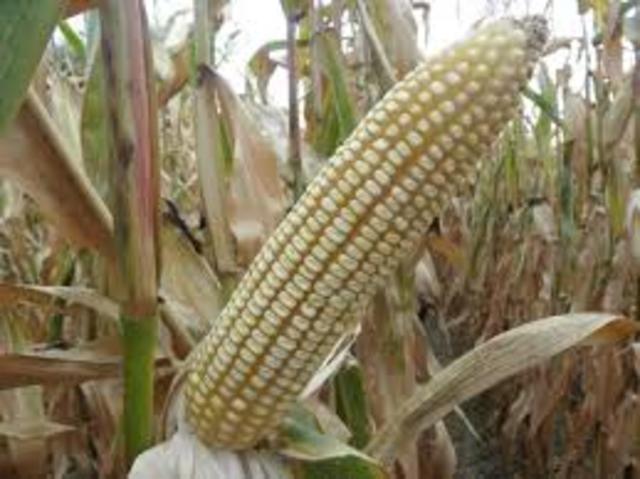 INTRODUCCION DE NUEVAS PLANTAS