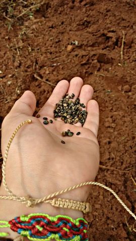 CROTALÁRIA BREVIFLORA