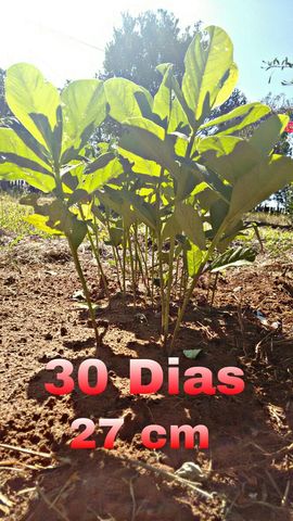 30 dias após o plantio