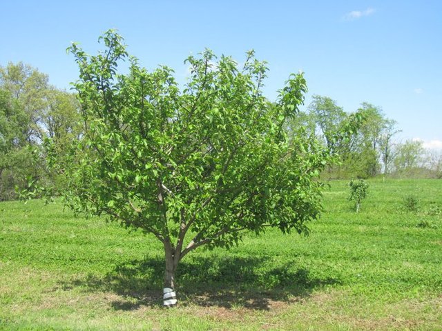It will take many years for the sprout to turn into a beautiful tall apple tree with green leaves. Why do you think it takes so long for the tree to grow big and tall?