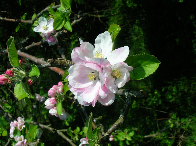 The apple tree will begin to produce pink and white flowers. Have you ever seen an apple tree with flowers?