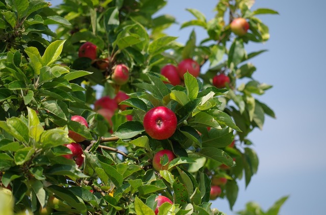 Over the summer months, the blooms will disappear and the apple tree will produce juicy sweet apples! Do you think apples can be different colors?