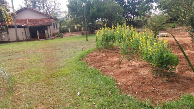 70 dias após germinação.