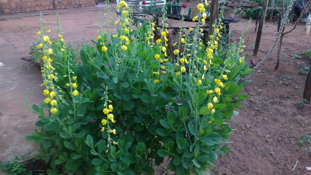 Floração após 90 dias da germinação.