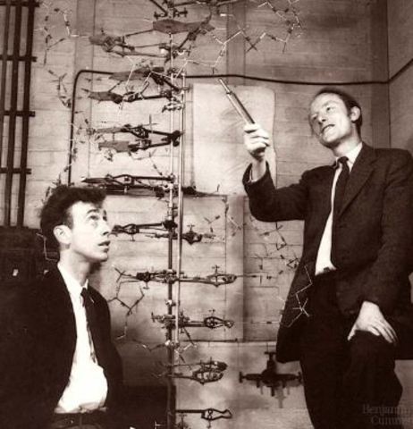 Doble hélice del ADN