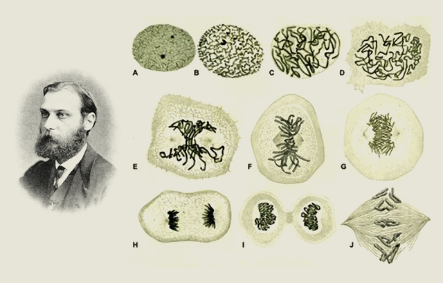 Observacion de Mitosis