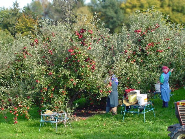 The yummy apples are then picked from the trees. Have you ever picked apples before?