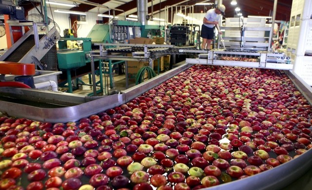 The apples are then taken to be cleaned and inspected.  Why do the apples need to be cleaned?