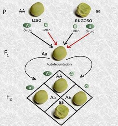 Redescubrimiento de las leyes de Mendel
