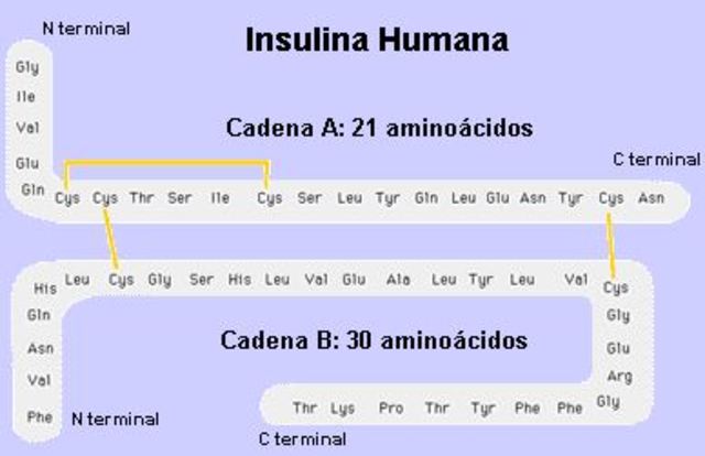 Secuencia de aminoácidos de la Insulina.